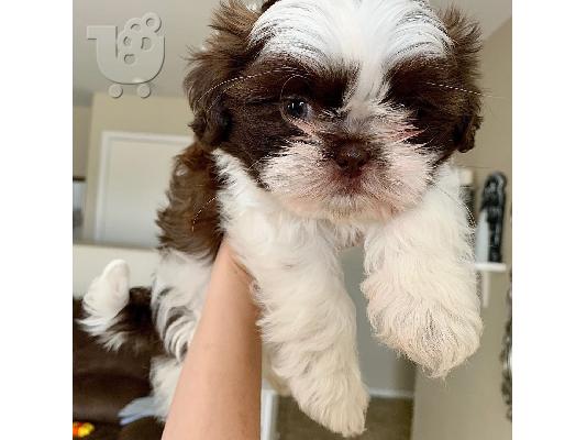 Όμορφη Shih Tzu